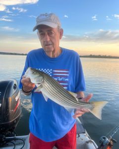 Striped Bass caught in Sand Springs
