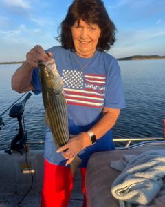 Striped bass caught by angler at Sand Springs