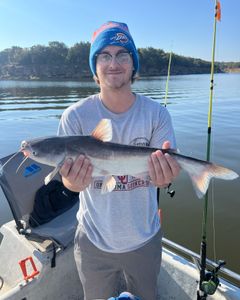 White catfish, 26 inches, fishing in OK