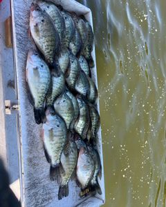 Photo of 5 white crappie fish caught while fishing in OK