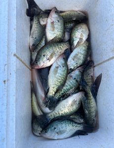A photograph showing 7 white crappie fish caught in OK.