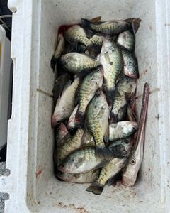 6 white crappie fish caught in OK