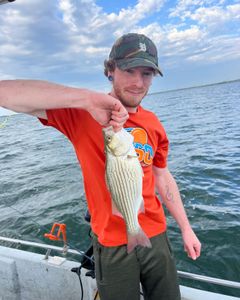 Wiper (Hybrid striped bass) fish caught while fishing in OK