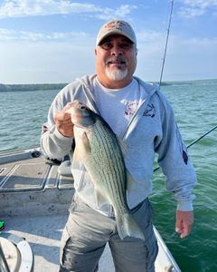 Wiper (Hybrid striped bass) caught by angler in Sand Springs