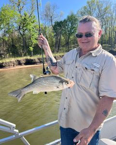 Wiper (hybrid striped bass) fish caught while fishing in OK