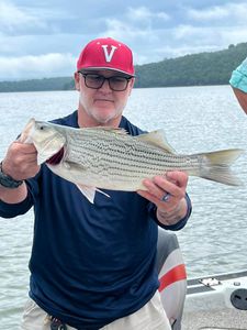 Wiper (Hybrid striped bass) fish caught at Sand Springs location