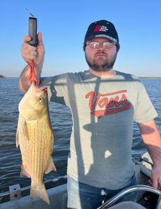 Wiper (hybrid striped bass) fish caught in Sand Springs