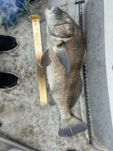 Black Drum fish caught while fishing in Matagorda