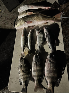 8 sheepshead and redfish caught in Matagorda