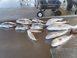 8 fish caught while fishing in TX