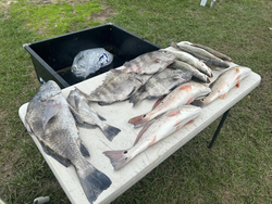 5 black drum and redfish caught in Matagorda, Texas