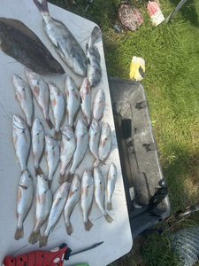 11 black drum and atlantic croaker fish caught in Matagorda