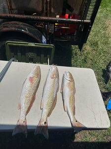 A bountiful catch of 3 redfish, reeled in from TX