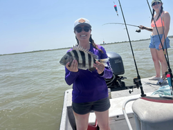 Sheepshead fish caught while fishing in TX
