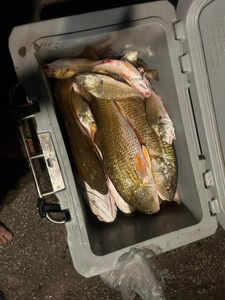 Three fish caught fishing in TX
