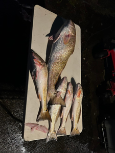 Three redfish caught fishing in TX