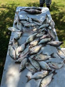 7 white bass and striped bass caught fishing in TX