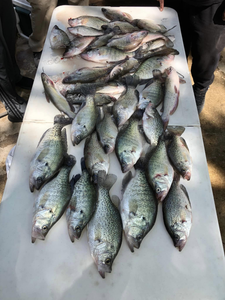 A group of 9 crappie and white crappie fish caught while fishing in TX