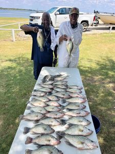 11 golden perch, crappie, and rock bass caught in Lewisville