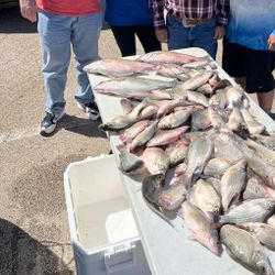 Fish-Species