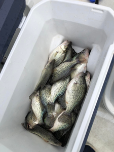 Three crappie fish caught in Lewisville
