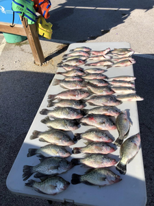 Sixteen white crappie and crappie fish caught in TX