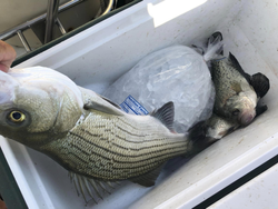Two white bass caught in Lewisville