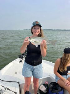 A lone 17-inch wiper (hybrid striped bass) caught while fishing in Lewisville.