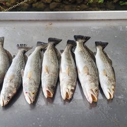 Sea Trout Run in Cyrstal River