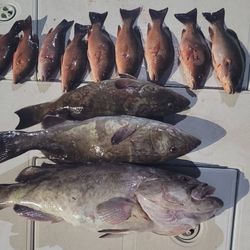 Crystal River Mixed Bag Fishing 