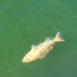 Giant Grouper in Crystal River