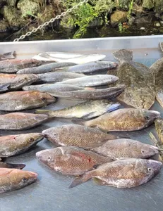 Mixed Bag Fishing In Crystal River Florida