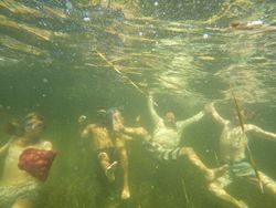 Scalloping in Crystal River