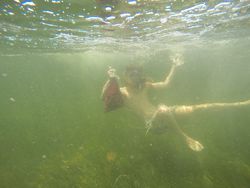 Crystal River, FL Scalloping 