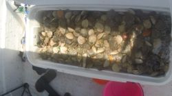 Crystal River Scallop Charter