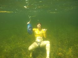 Crystal River Scallop Season