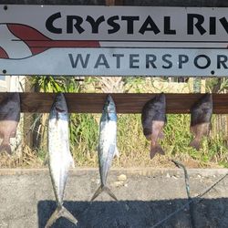 5 great barracuda, spanish mackerel, sheepshead, and black drum fish caught in FL