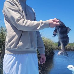 Crystal River Sheepshead Fishing