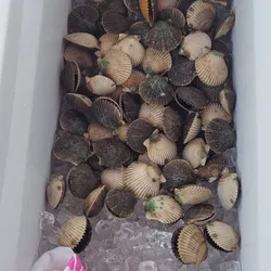 Scallop Season in Crystal River!