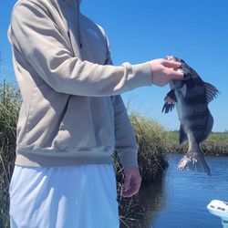 Black Drum fish caught in Crystal River