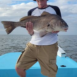Black drum fish caught in FL