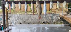 8 blue runner fish in crystal river