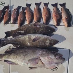9 fish caught in Crystal River