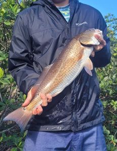 Epic Redfish Adventure In Crystal River