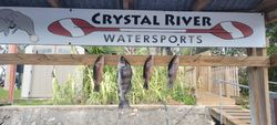 Three fish caught in FL while fishing