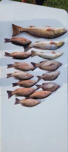 Two fish caught while fishing in Florida