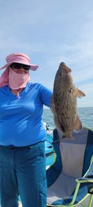 Gag Grouper, 17 inches, fishing in FL