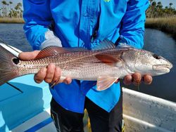 A redfish caught in Crystal River