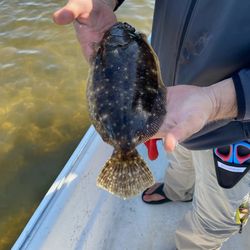 Southern Flounder caught in Crystal River