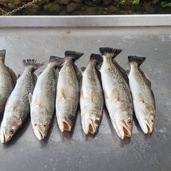 A group of 6 spotted weakfish in the waters of FL